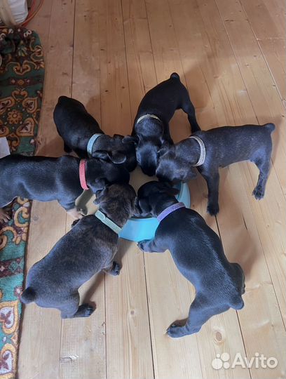 Щенки метисы