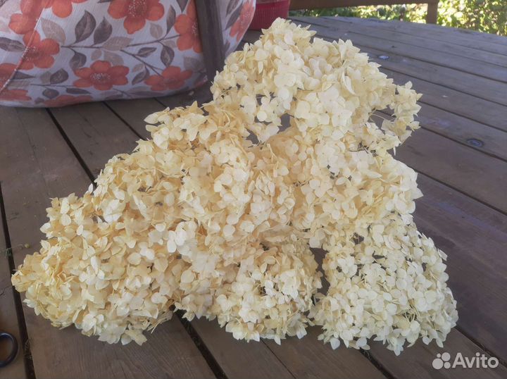 Стабилизированная гортензия