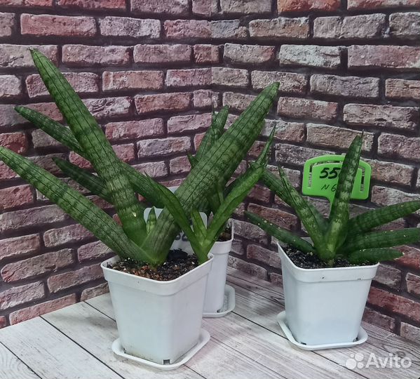 Сансевиерия цилиндрика