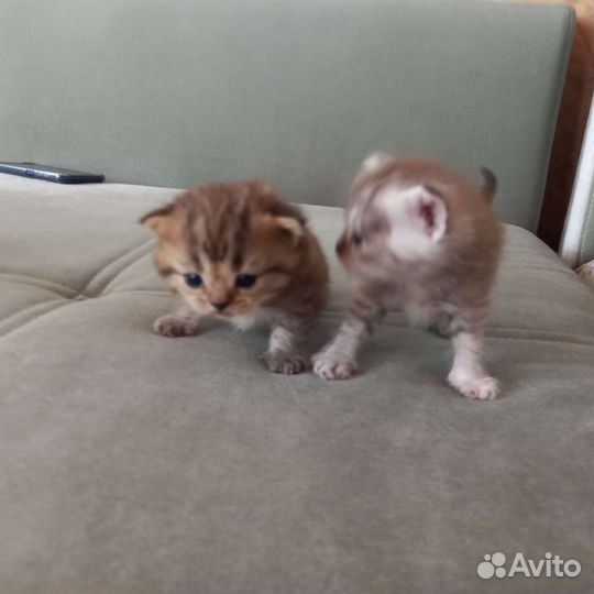 Шотландские котята