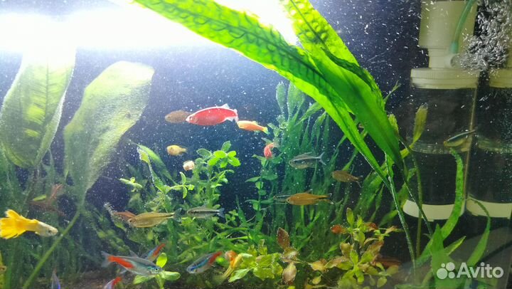 Аквариум с рыбками