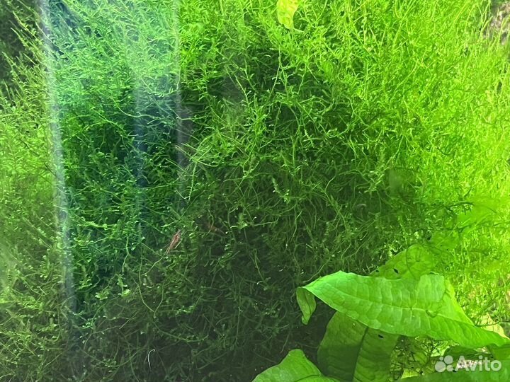 Мох рождественский