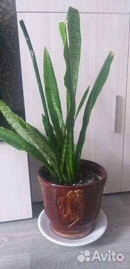 Сансевиерия