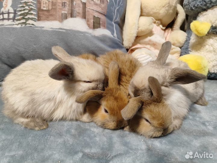 Декоративные карликовые крольчата