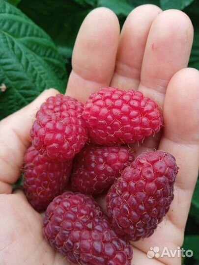 Ремантантная Малина Атлант,саженцы