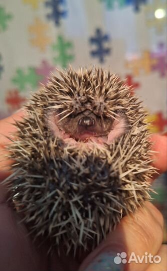 Африканский карликовый ёж