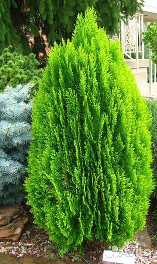 Туя смарагд, туя брабант, туя книжка