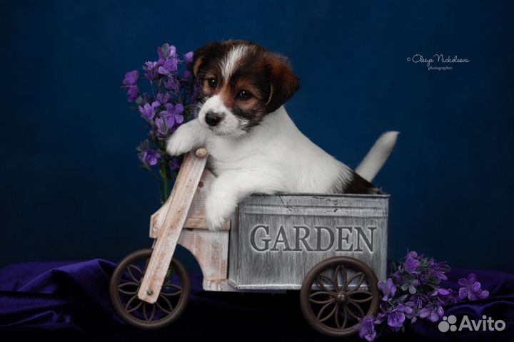 Джек Рассел терьер