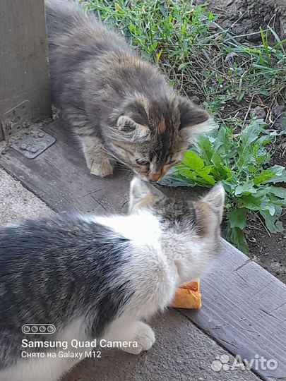 Котята в добрые руки бесплатно