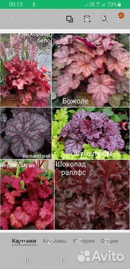Растения для сада