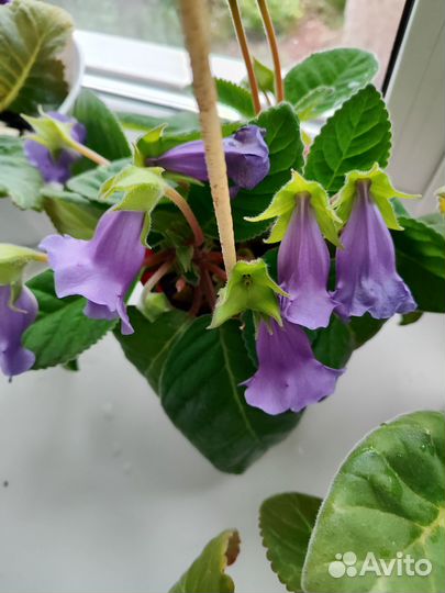 Глоксиния цветущая