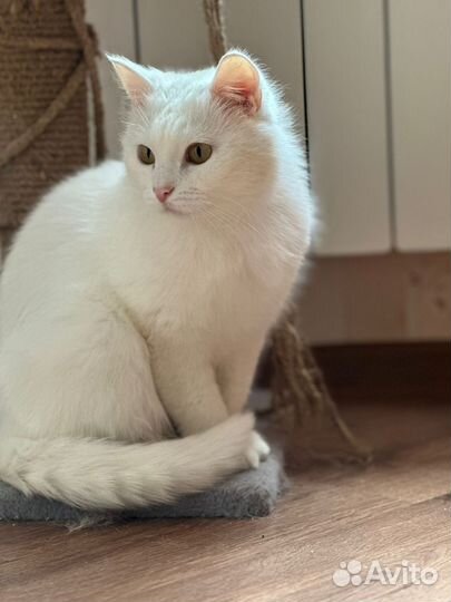 Кот в добрые руки