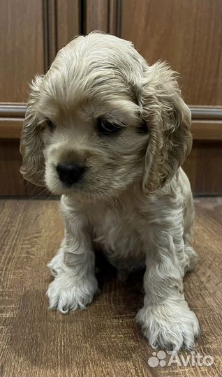 Кокер спаниель Американский