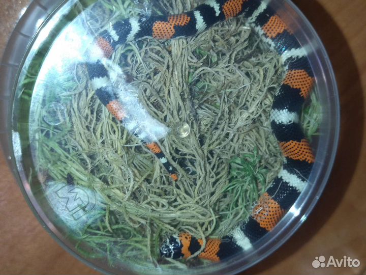 Передержка, Зоо курьер