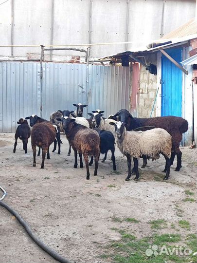 Курдючные бараны овцы