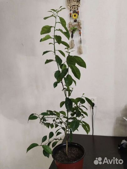 Цитрусовое дерево