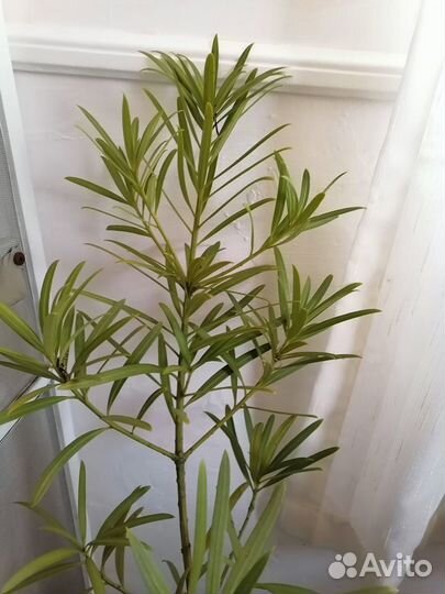 Мармеладное дерево(ногоплодник крупнолистный)