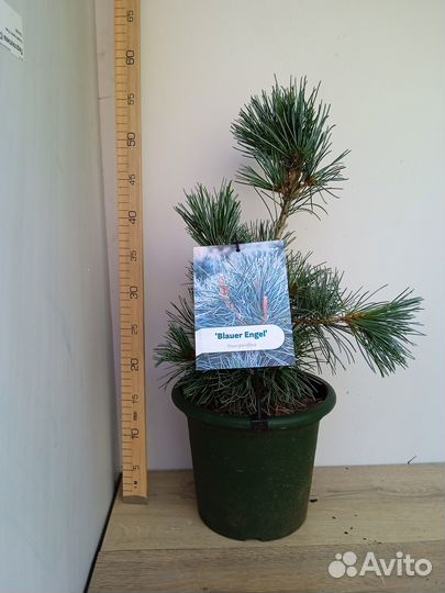 Можжевельник туя пихта сосна ель штамб