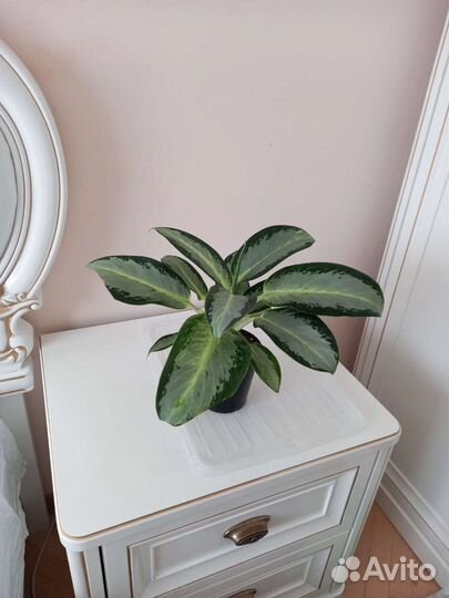 Аглаонема Сильвер Блю, Йок Канхана