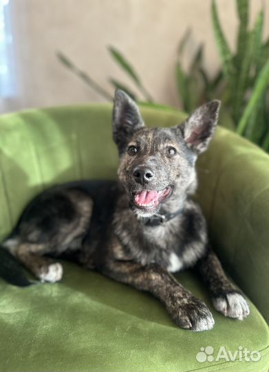 Щенок в добрые руки бесплатно