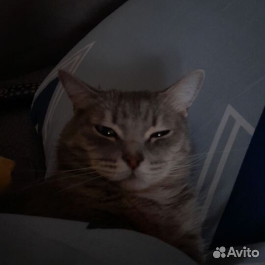 Отдаю котика