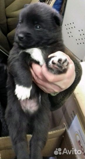 Малыши в дар