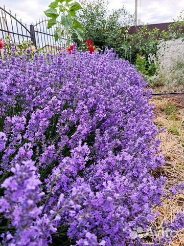 Лаванда узколистная саженцы, букеты, саше