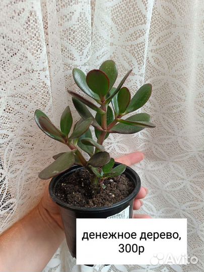 Толстянка, денежное дерево