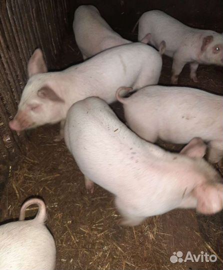 Поросята ландрас