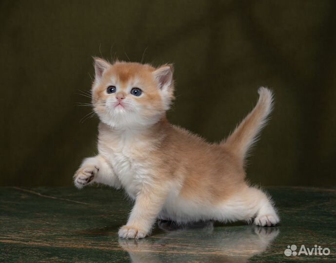 Золотая шиншилла вязка