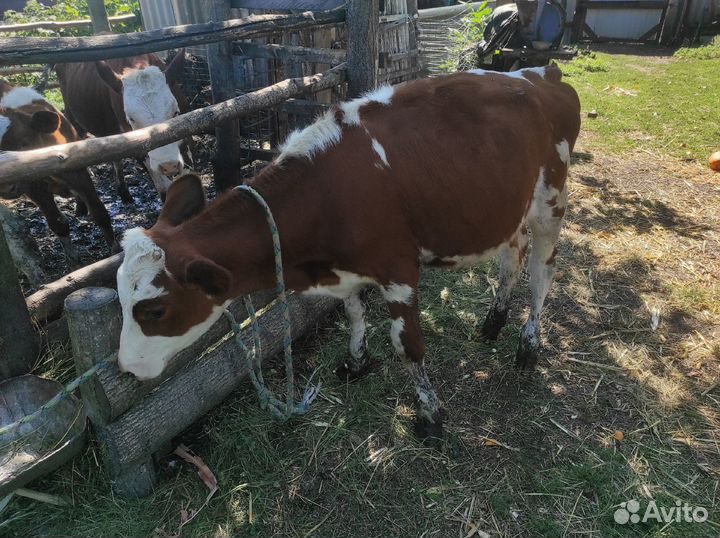 Продам тёлок