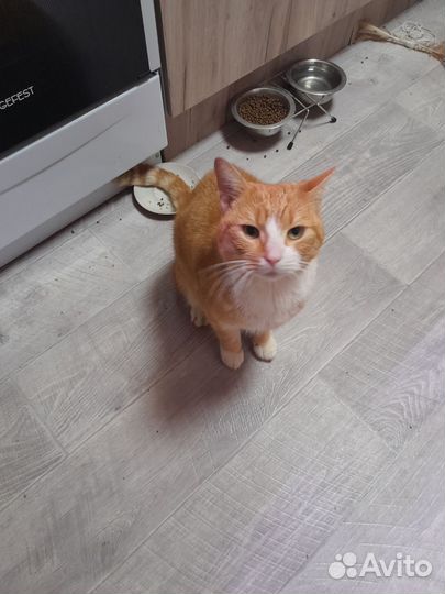 Отдать в хорошие руки