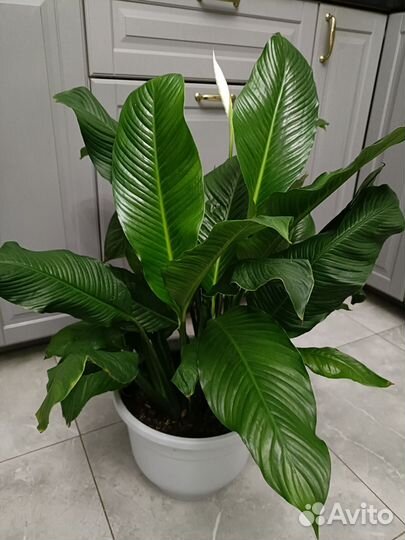Спатифиллум 80 см