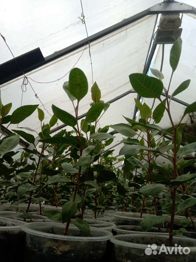 Саженцы Фисташки