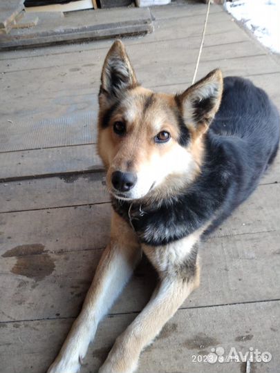 Смесь овчарки