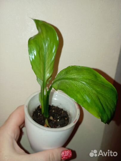 Спатифиллум вариегатный spilt milk