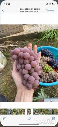 Саженцы винограда Лепсна