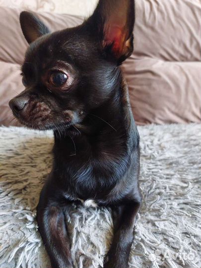 Вязка чихуахуа мальчик