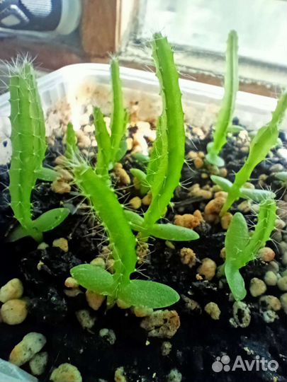 Кактус питахайя