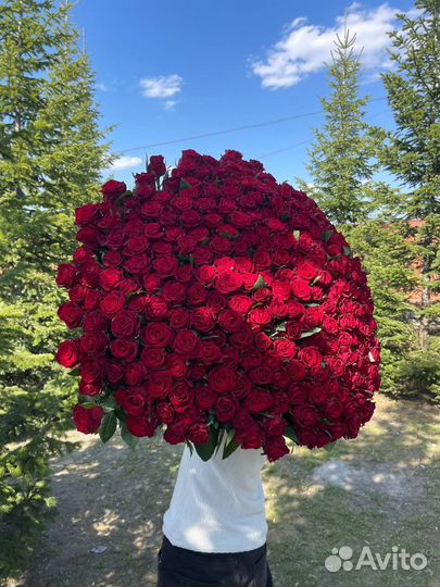 301 роза с доставкой до квартиры