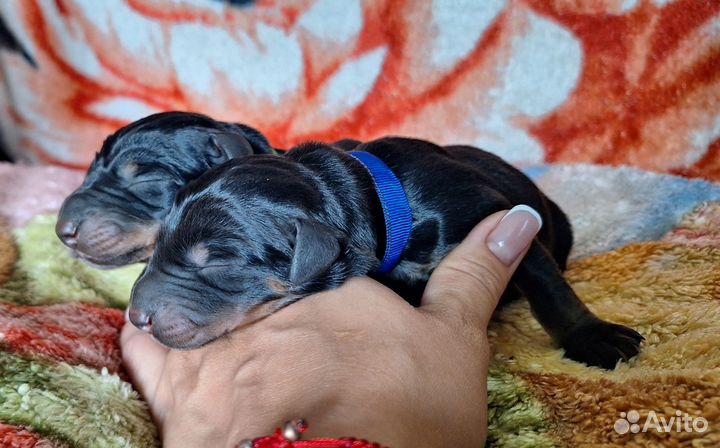 Щенки добермана