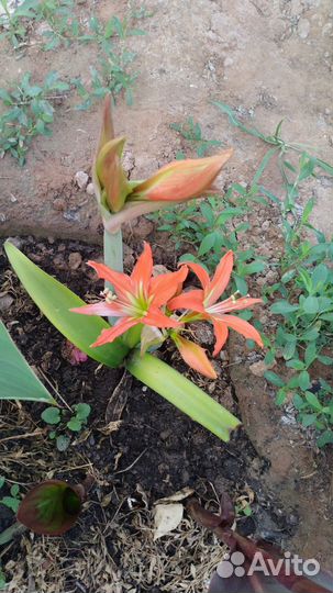 Семена. Люффа, Катальпа,Мирабилис,Лавандир Глицини