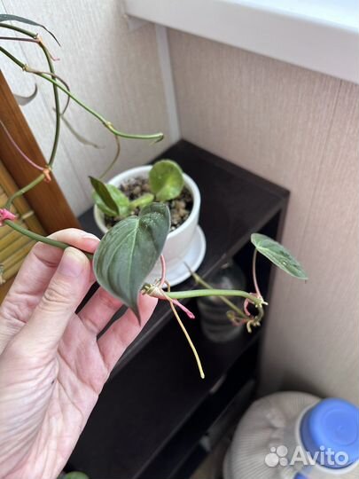 Филодендрон Сканденс Миканс