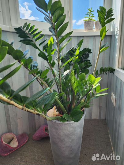 Замиокулькас