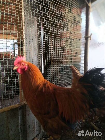 Петух кучинский