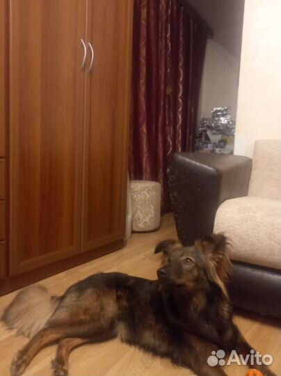 Бордер колли