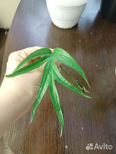 Эпипремнум фиш бон