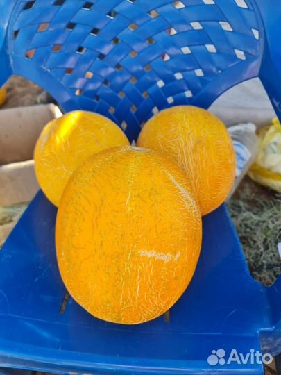 Дыня сорт рыжик