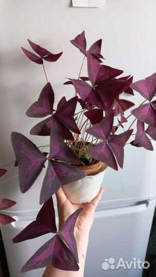 Оксалис (кислица) бабочки