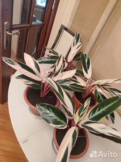 Строманта триколор